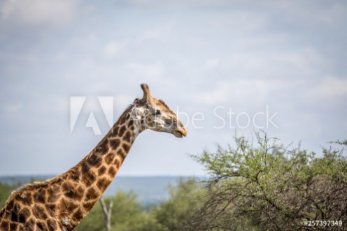 Picture of Close up of a Giraffe in the Kruger